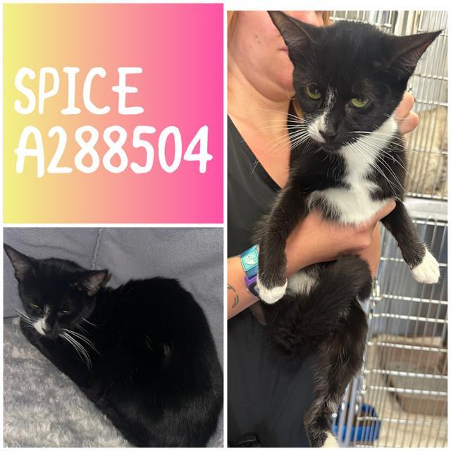 Enlarge SPICE, a Adoptable Domestic Short Hair in Macon, GA image 1/1