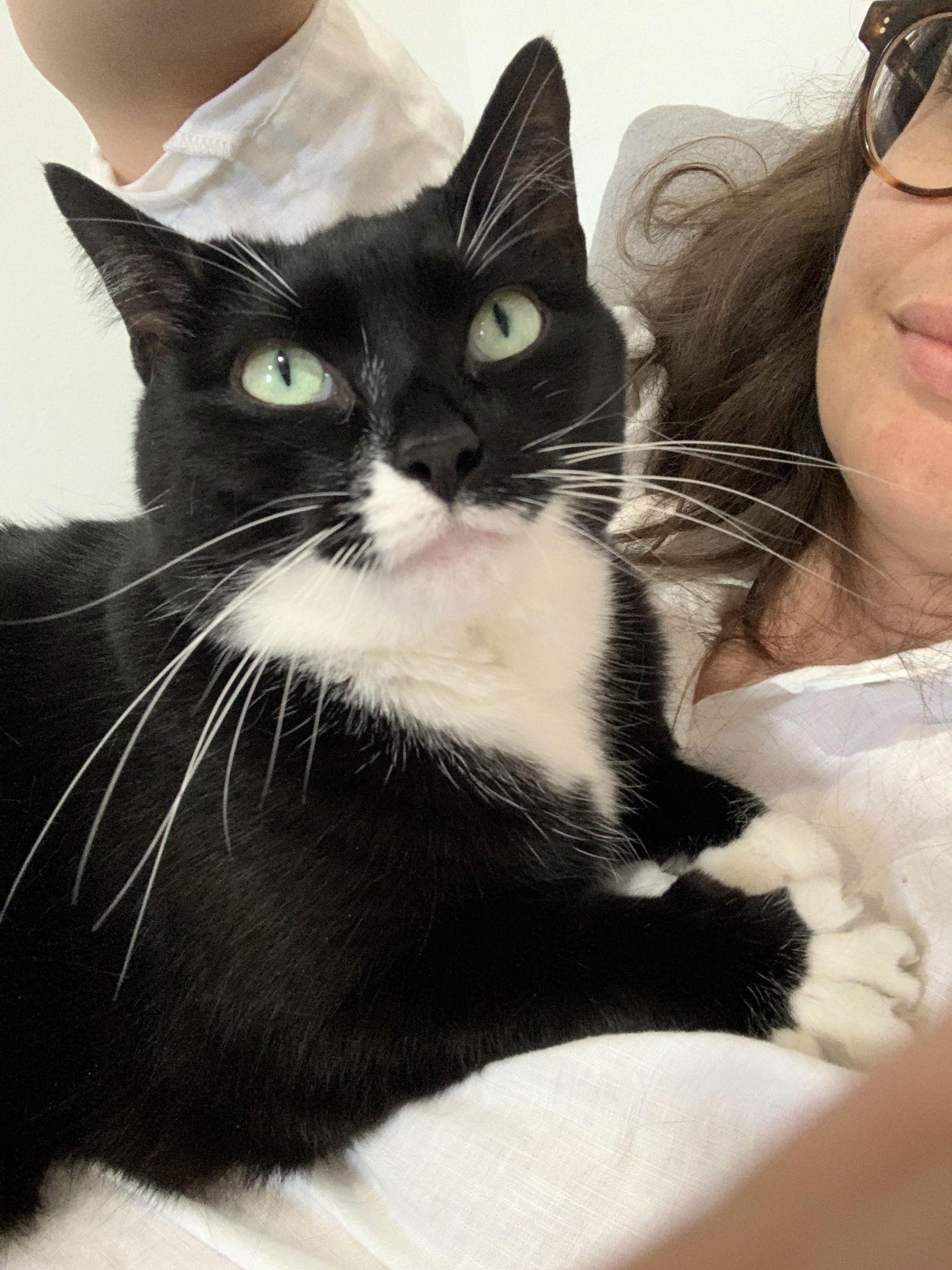 Enlarge Pugsley Addams, a Adoptable Domestic Short Hair in Brooklyn, NY image 1/3