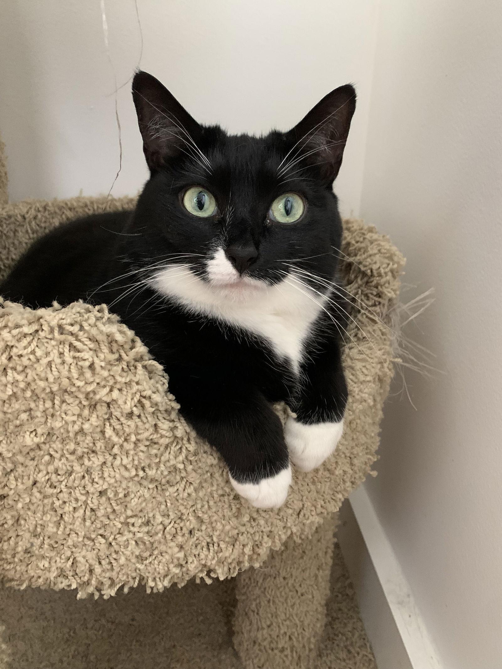 Enlarge Pugsley Addams, a Adoptable Domestic Short Hair in Brooklyn, NY image 2/3