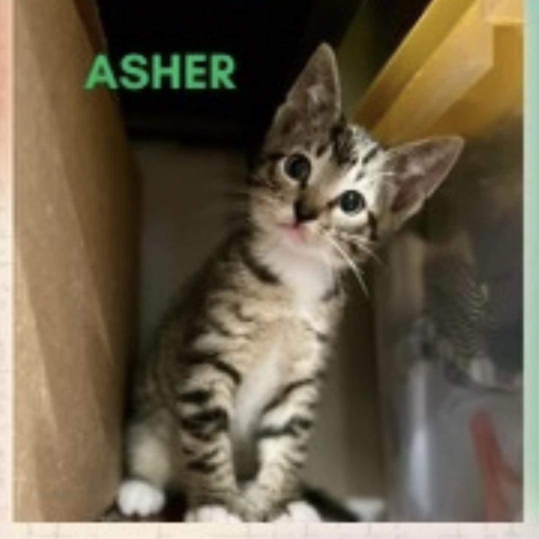 Asher