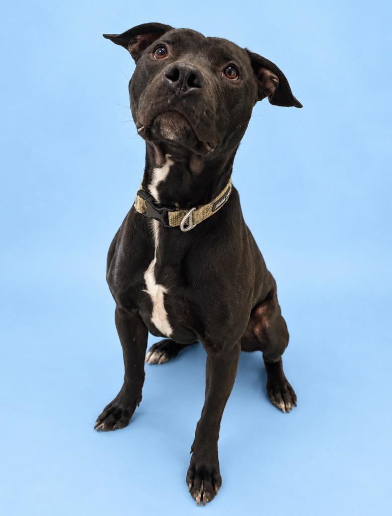 Nuke, Adoptable, Young Male Pit Bull Terrier.
