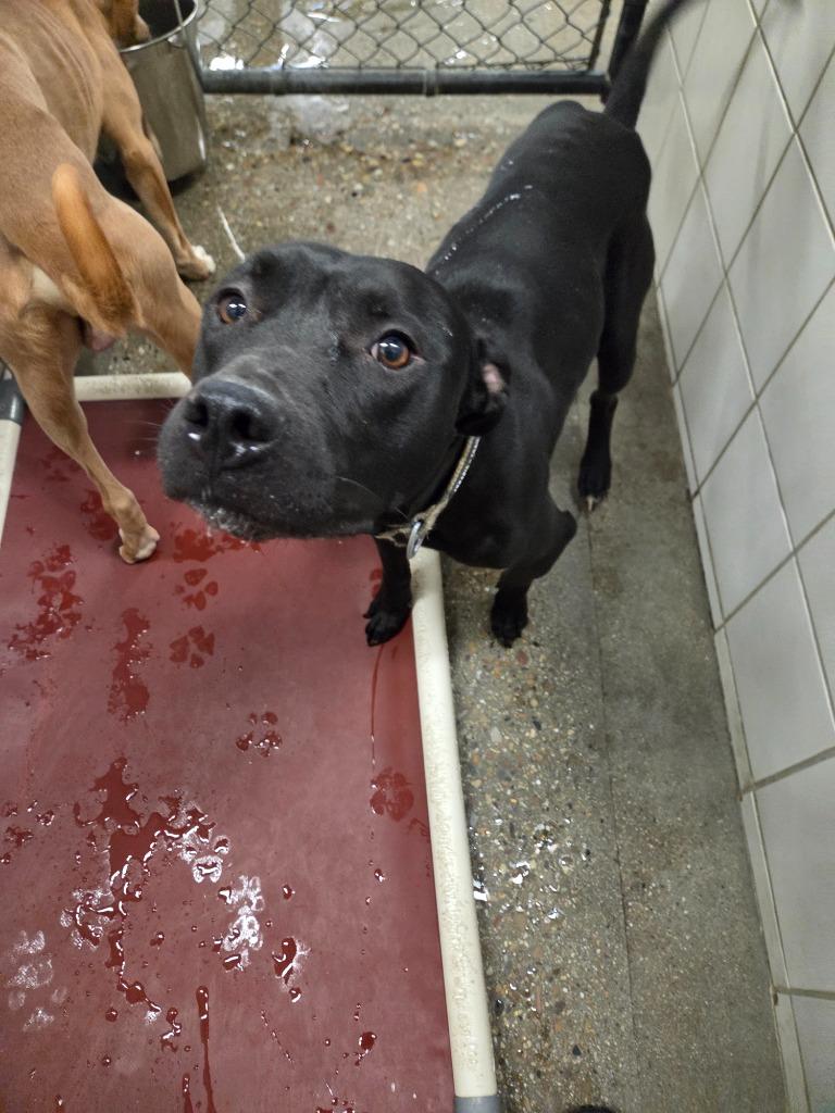 Nuke, Adoptable, Young Male Pit Bull Terrier.