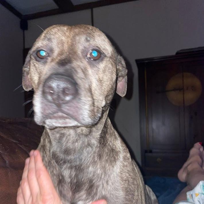 Reese, Adoptable, Adult Female Mixed Breed.