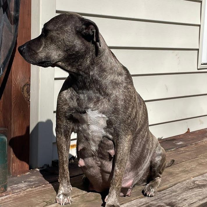 Enlarge Reese, a Adoptable Mixed Breed in North Charleston, SC image 2/6