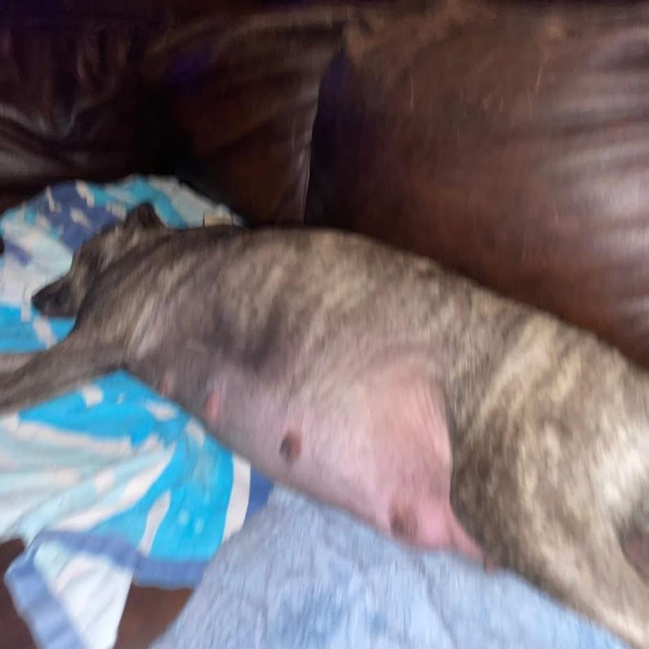 Enlarge Reese, a Adoptable Mixed Breed in North Charleston, SC image 3/6