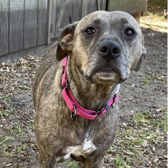Enlarge Reese, a Adoptable Mixed Breed in North Charleston, SC image 4/6