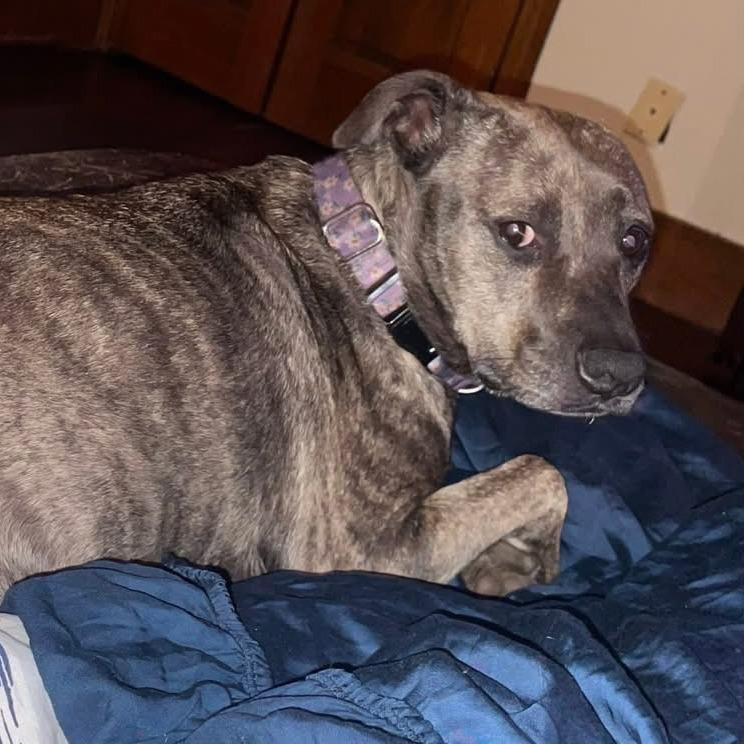 Enlarge Reese, a Adoptable Mixed Breed in North Charleston, SC image 5/6