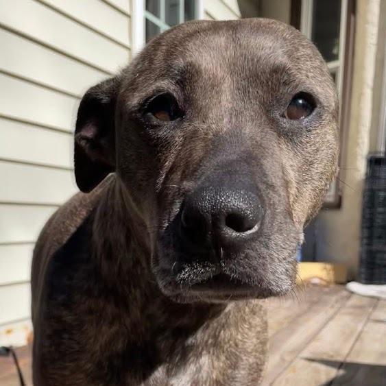 Enlarge Reese, a Adoptable Mixed Breed in North Charleston, SC image 6/6