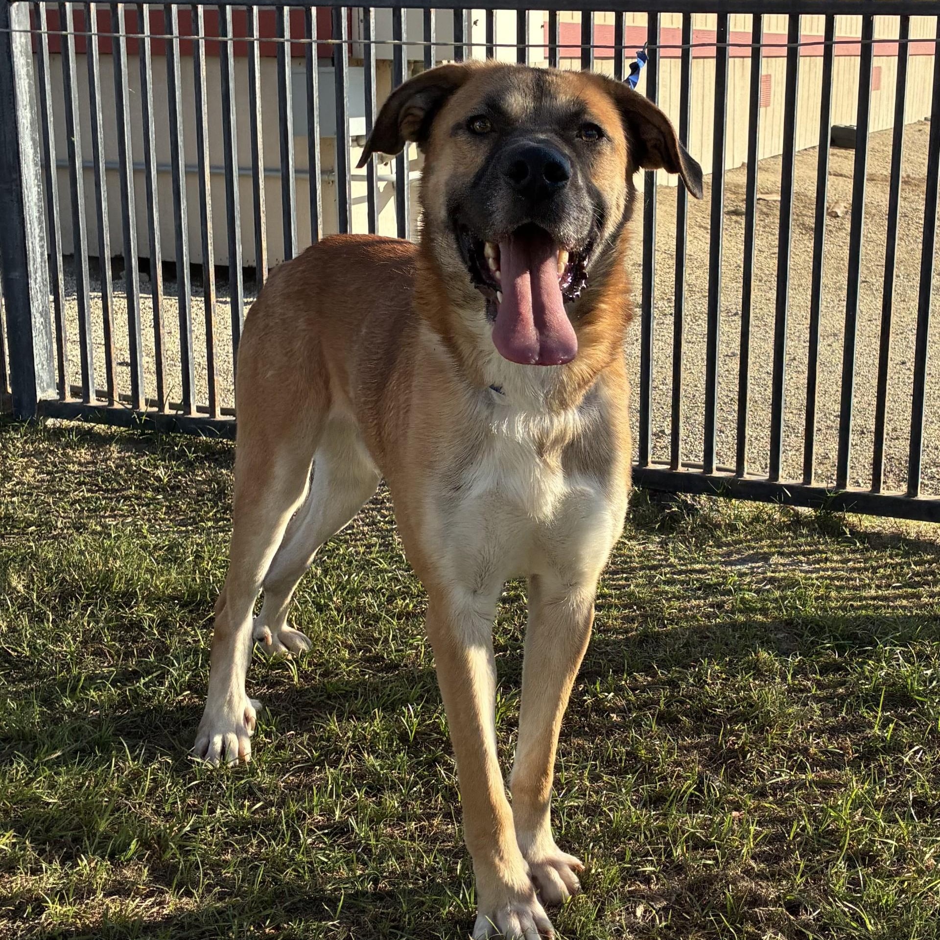 Enlarge Ren, a Adoptable German Shepherd Dog in Delano, CA image 1/4