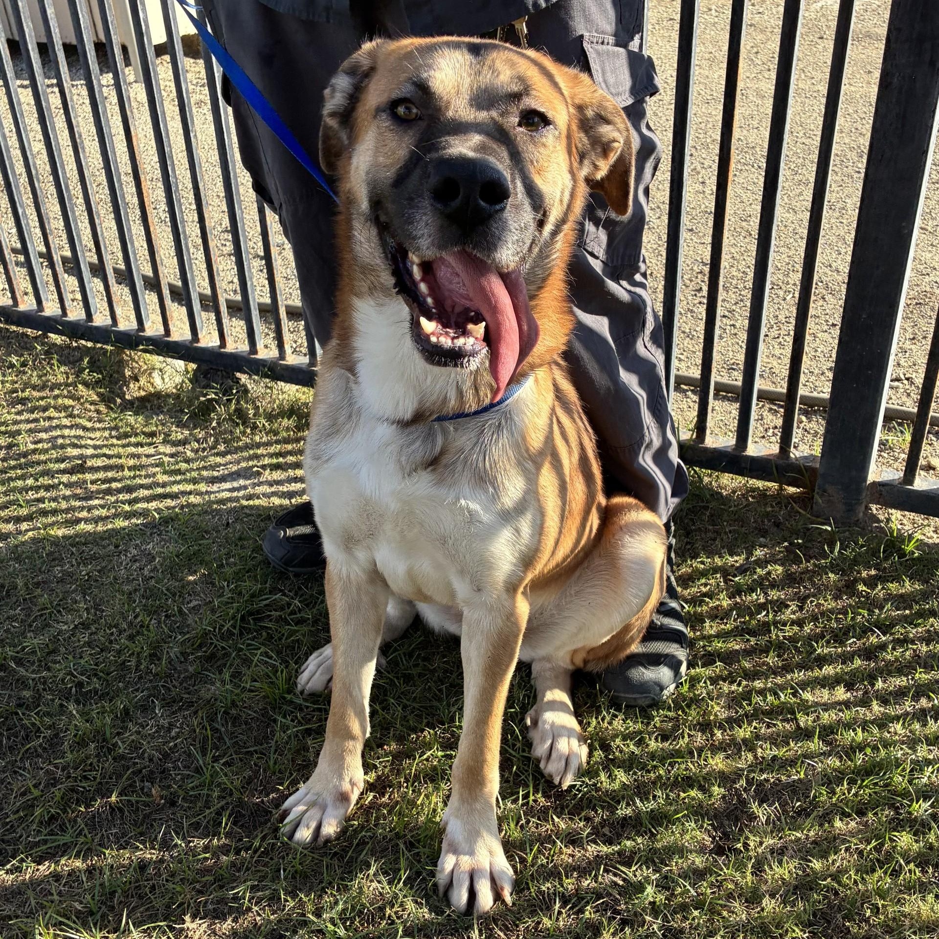 Enlarge Ren, a Adoptable German Shepherd Dog in Delano, CA image 2/4