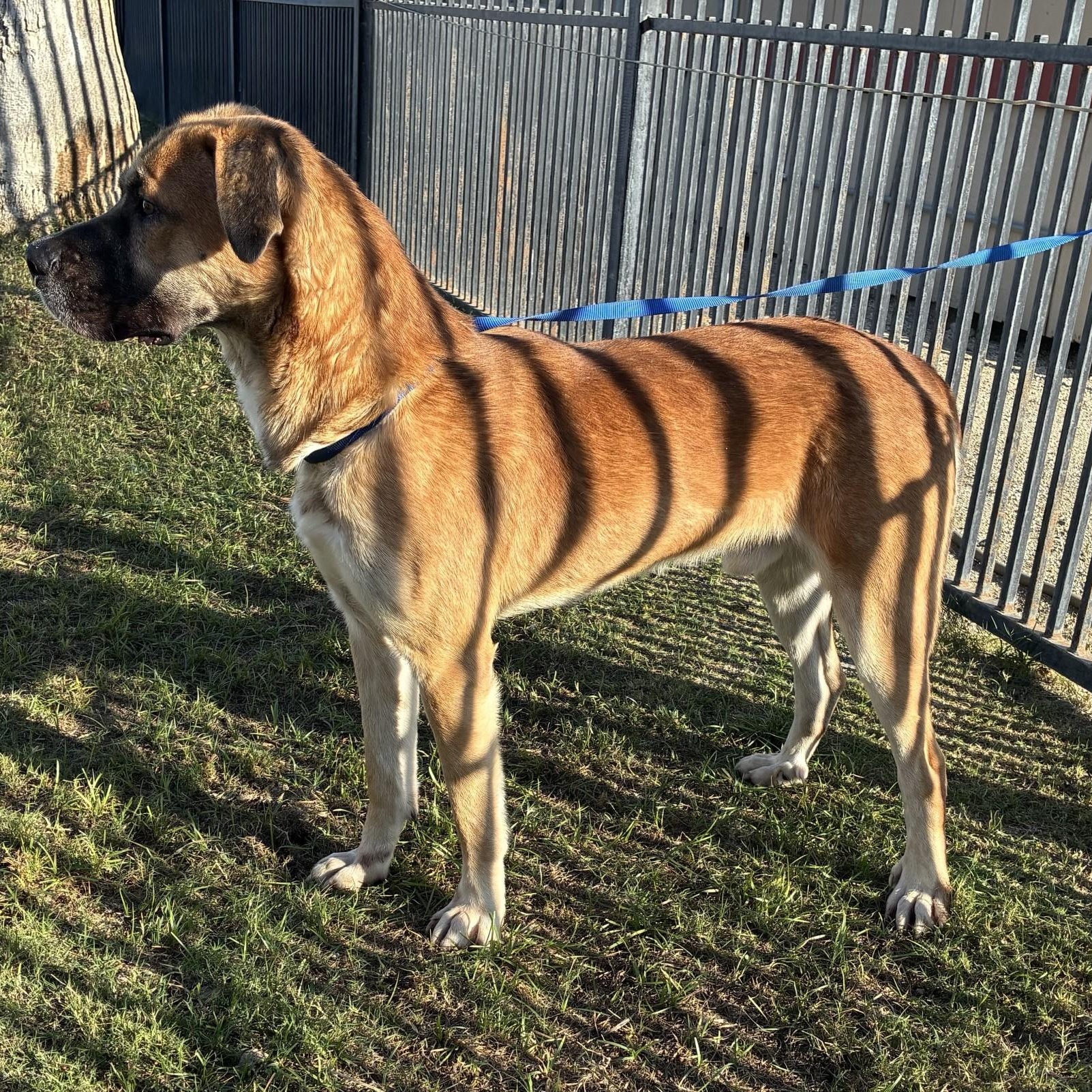 Enlarge Ren, a Adoptable German Shepherd Dog in Delano, CA image 3/4