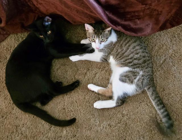 Enlarge Coconut, a Adoptable American Shorthair in Tustin, CA image 1/6