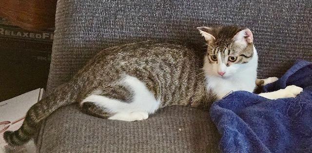 Enlarge Coconut, a Adoptable American Shorthair in Tustin, CA image 2/6