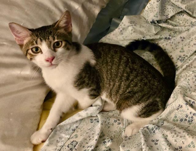 Enlarge Coconut, a Adoptable American Shorthair in Tustin, CA image 3/6