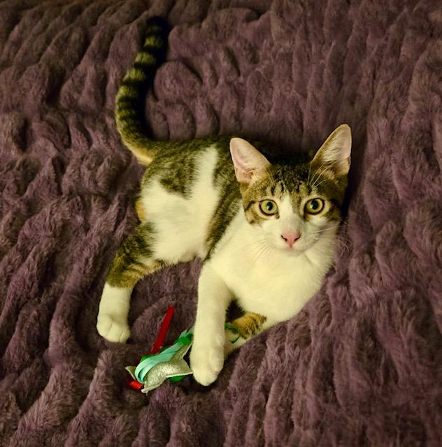 Enlarge Coconut, a Adoptable American Shorthair in Tustin, CA image 4/6