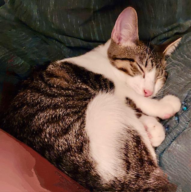 Enlarge Coconut, a Adoptable American Shorthair in Tustin, CA image 5/6