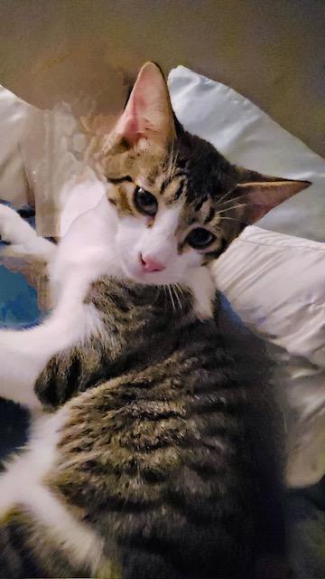 Enlarge Coconut, a Adoptable American Shorthair in Tustin, CA image 6/6