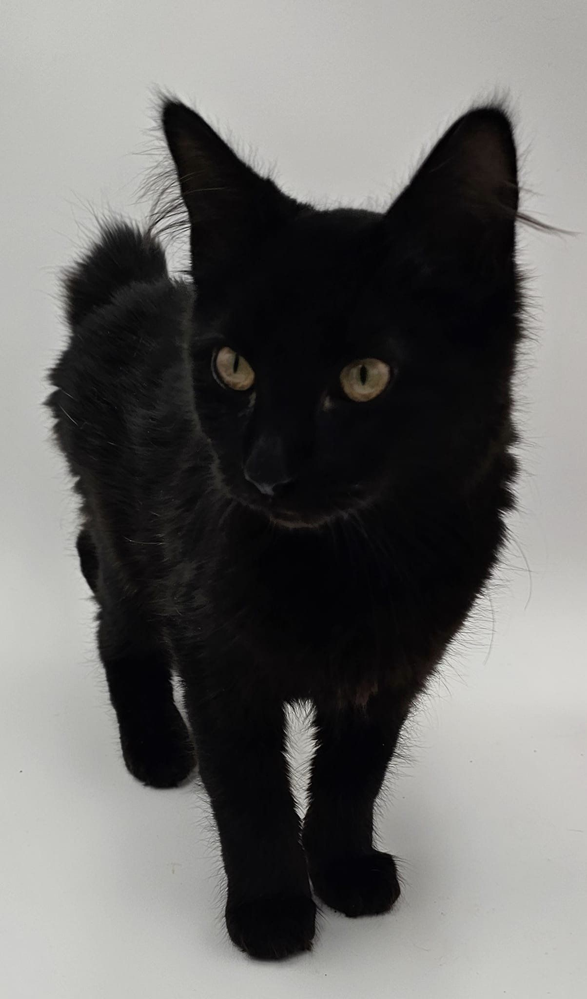 Mitzy, Adopted, Young Female Japanese Bobtail.