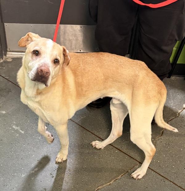 Pen 120 Thor, Adoptable, Senior Male Labrador Retriever.