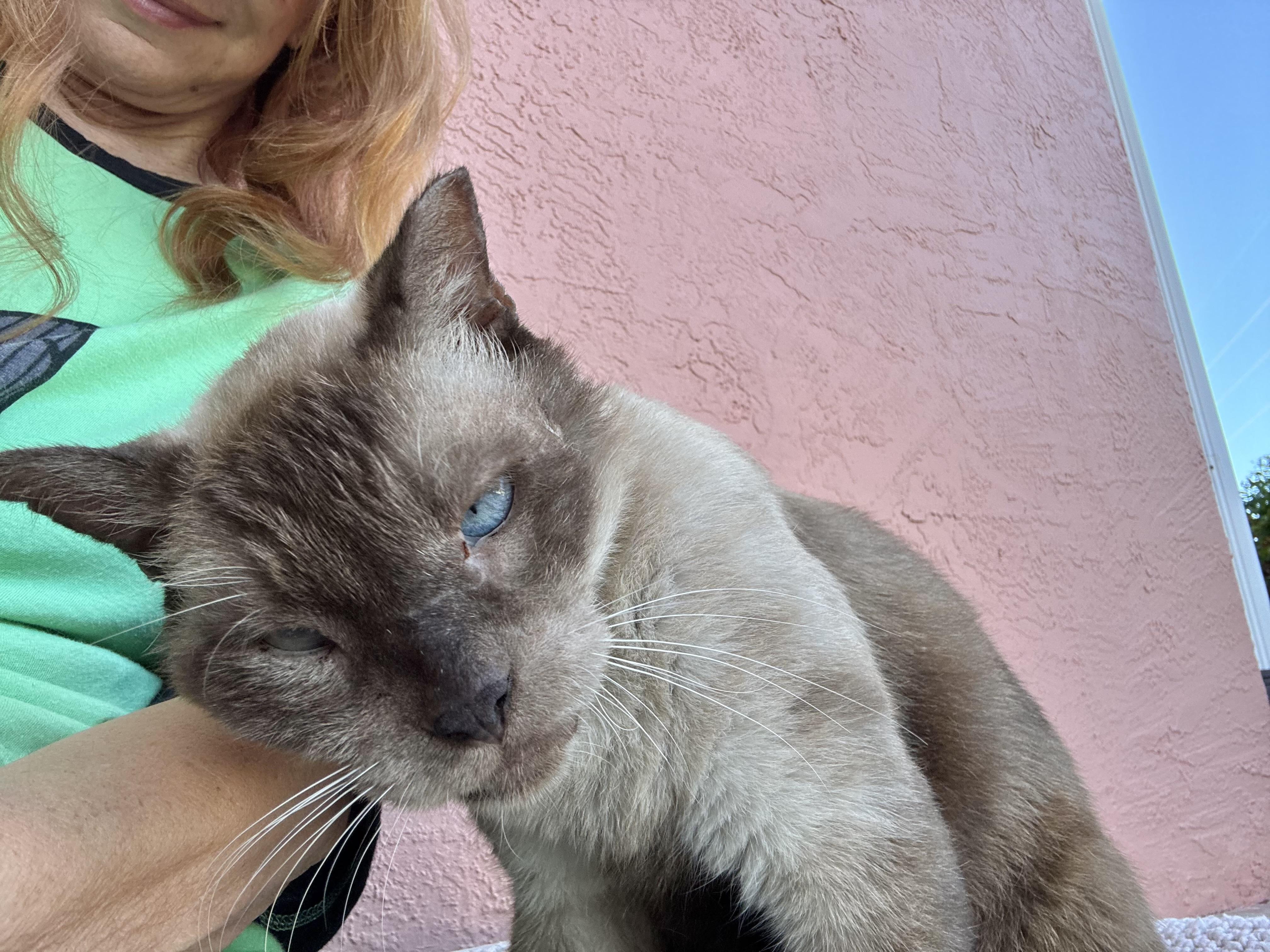 Simon (SIAMESE-blue eyes) *VIDEO*