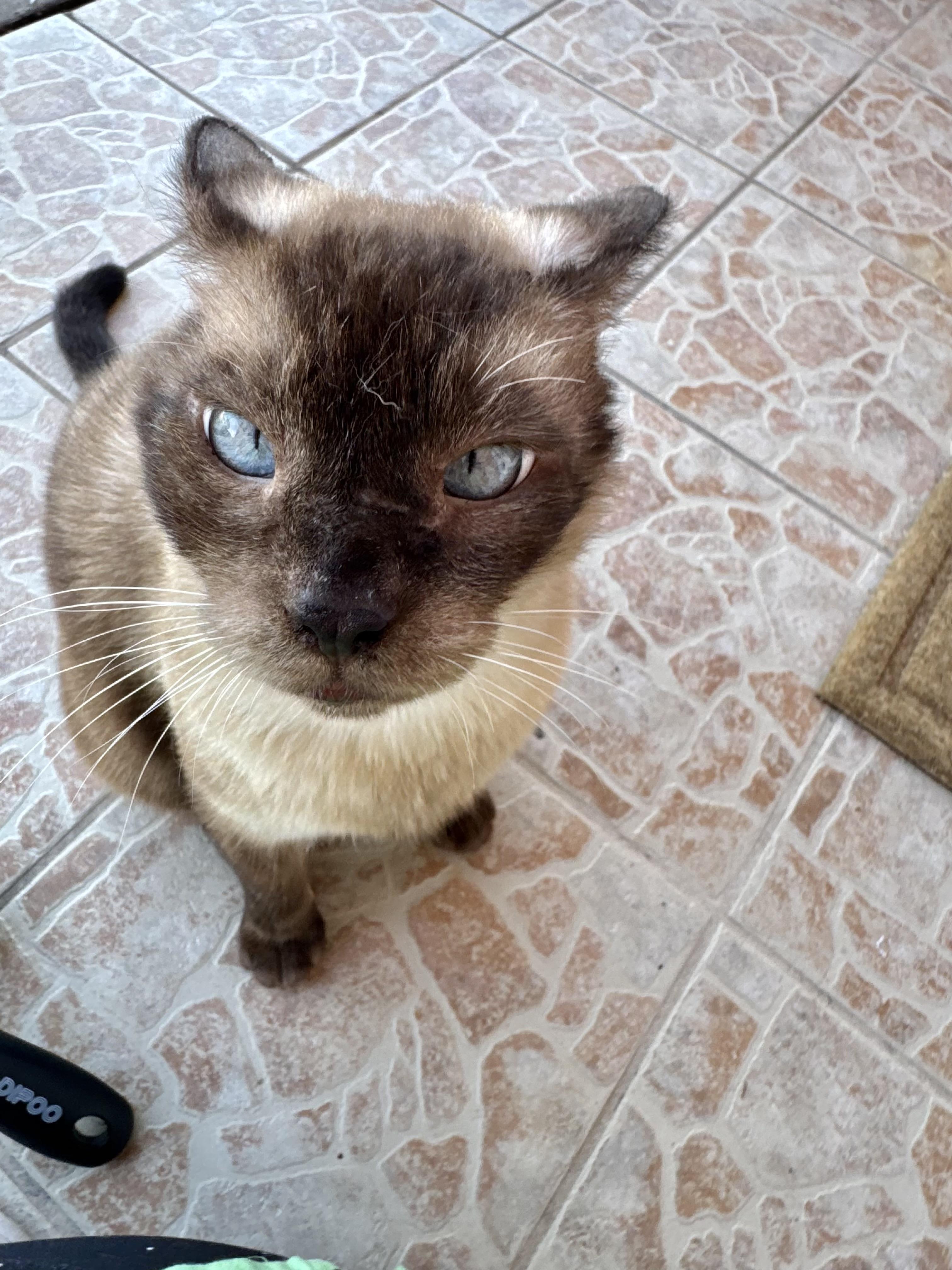Simon (SIAMESE-blue eyes) *VIDEO*