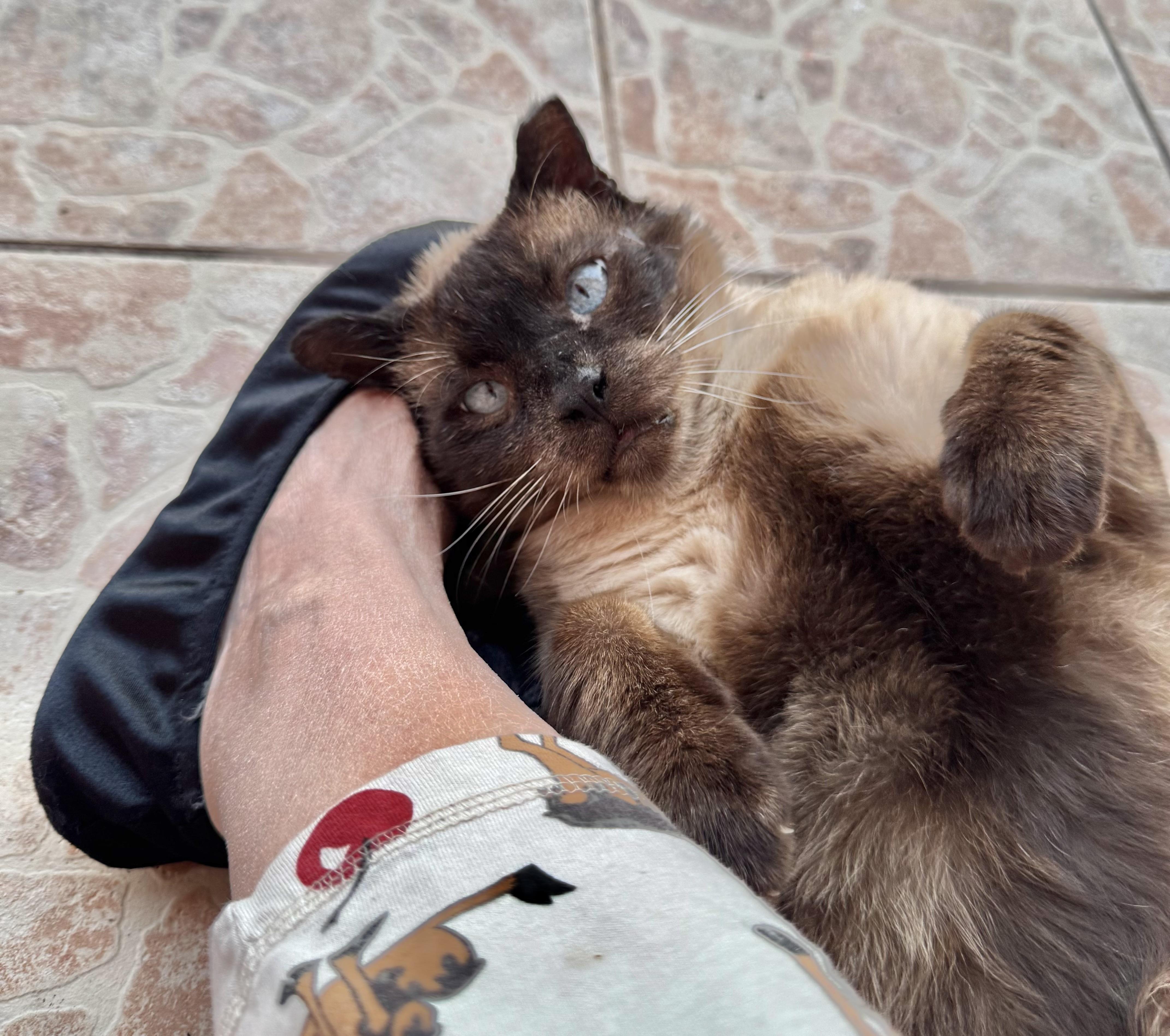 Simon (SIAMESE-blue eyes) *VIDEO*