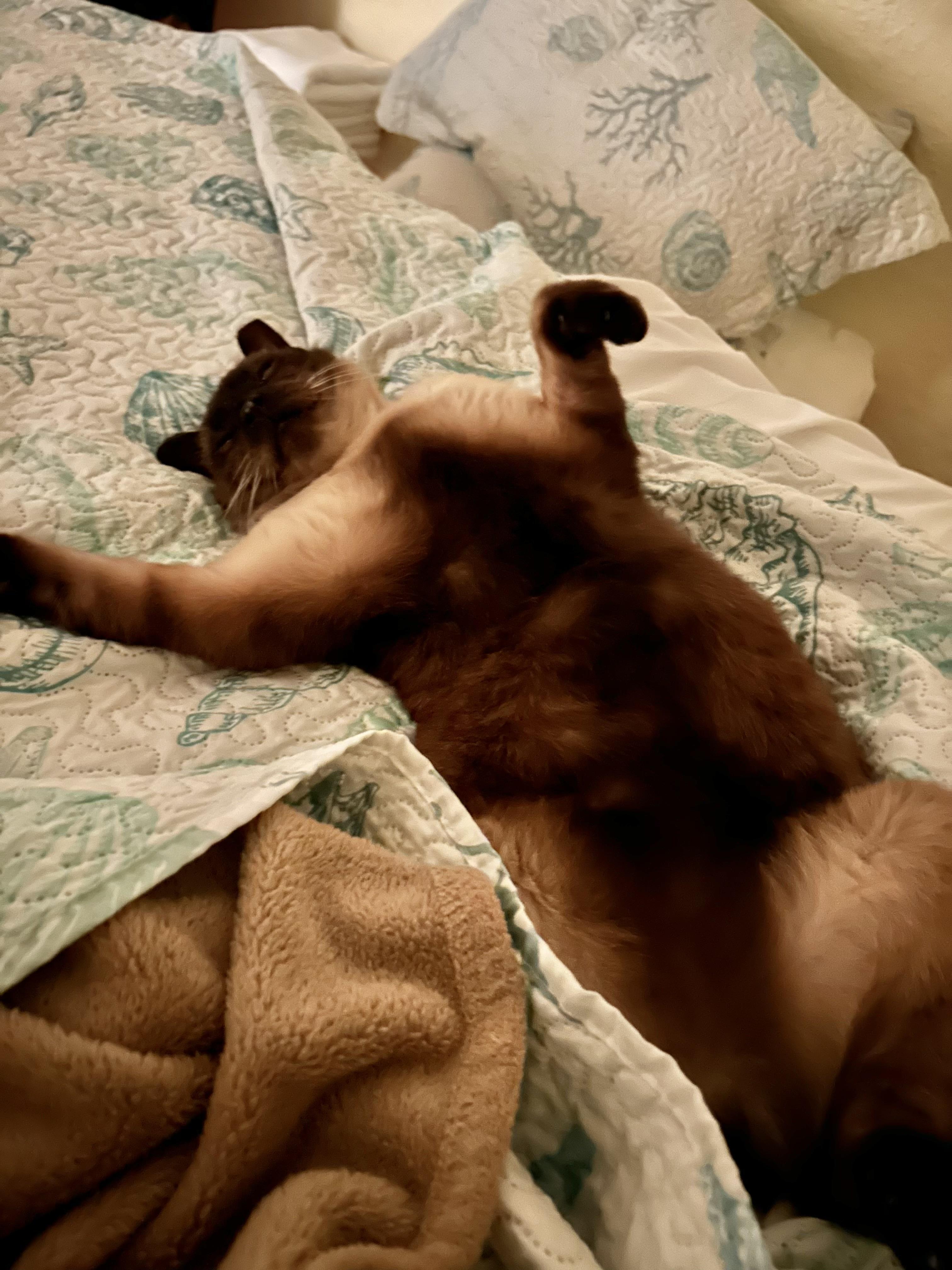 Simon (SIAMESE-blue eyes) *VIDEO*