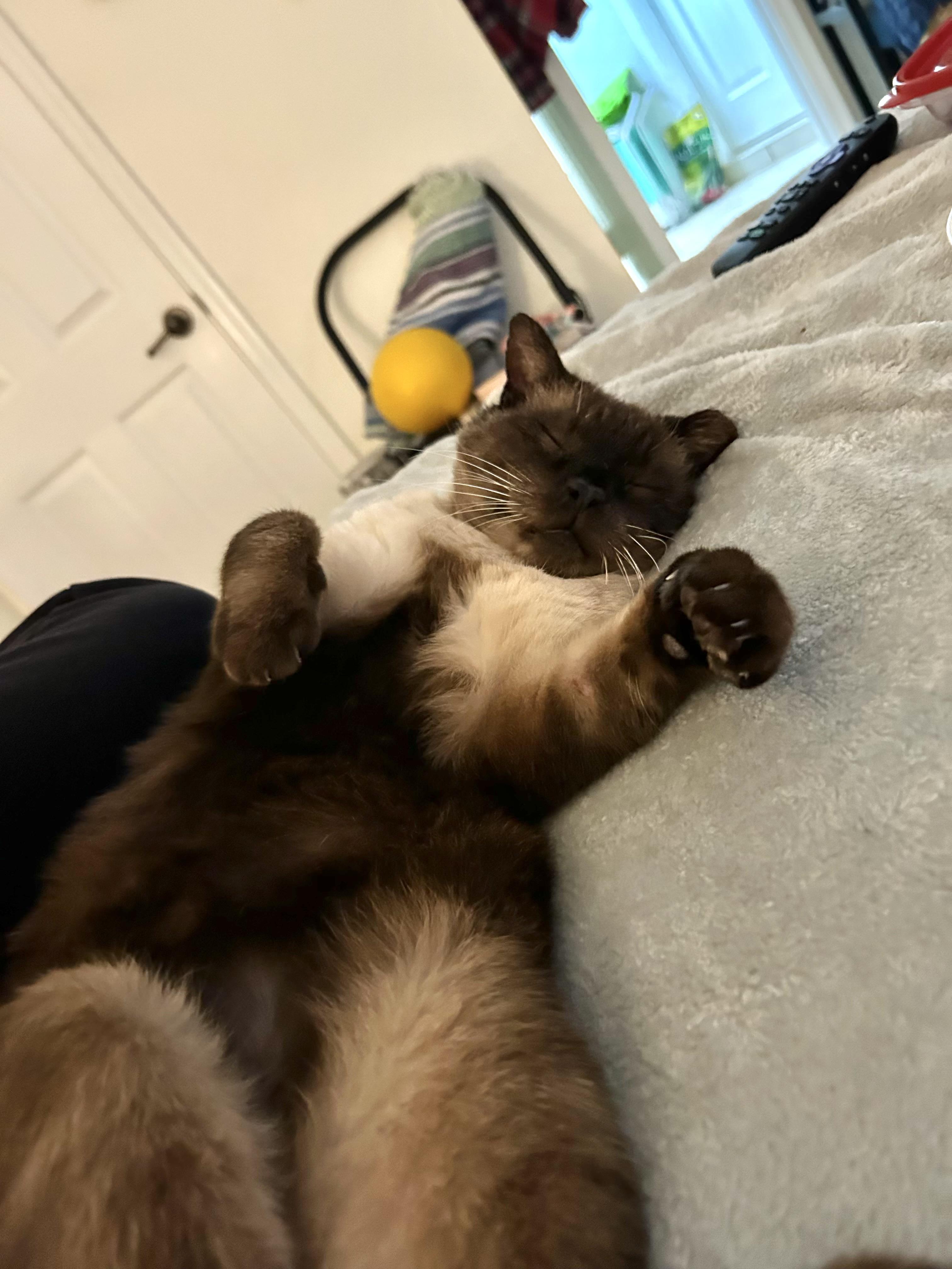 Simon (SIAMESE-blue eyes) *VIDEO*