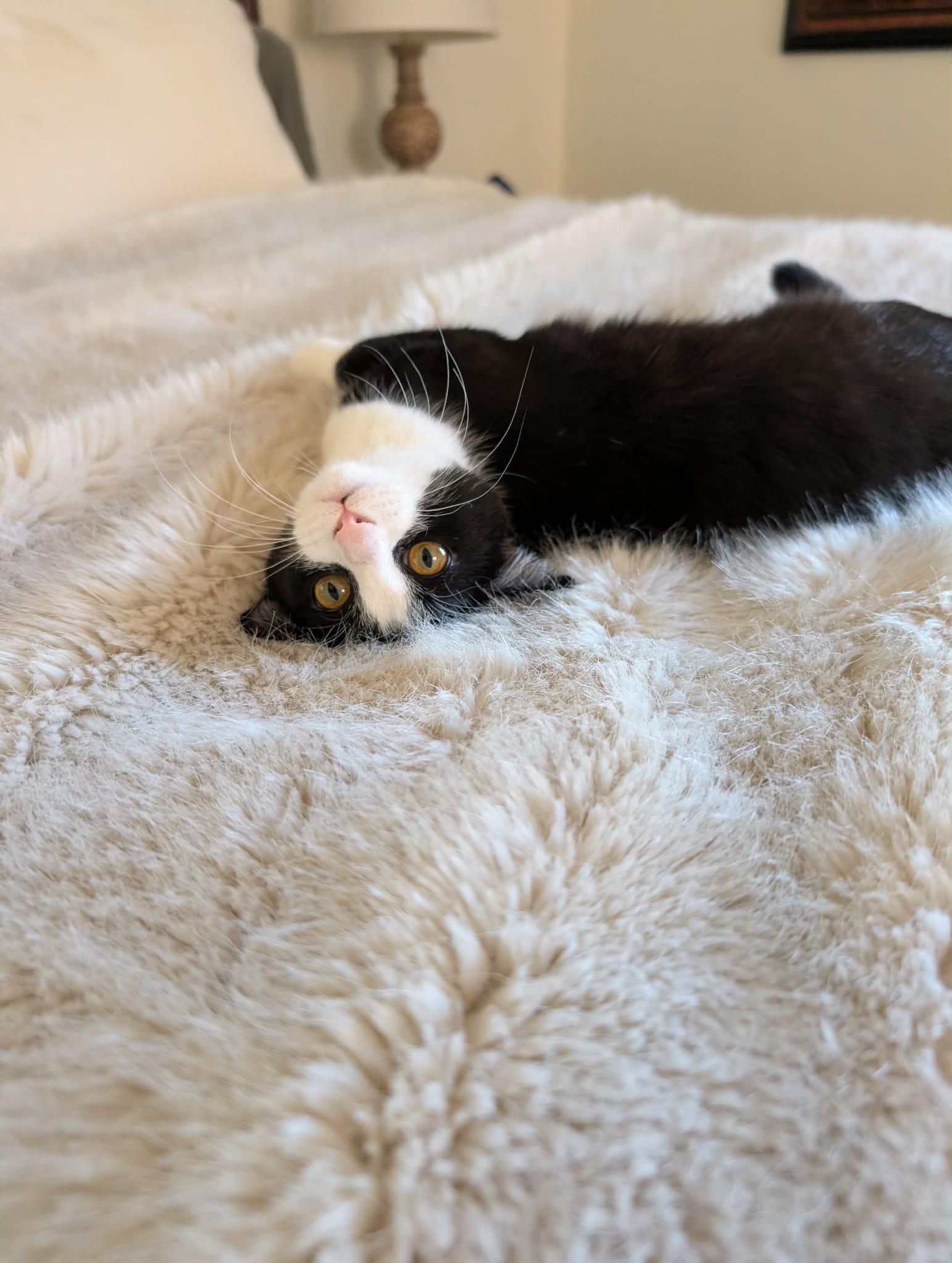 Dory, Adoptable, Kitten Female Domestic Short Hair.