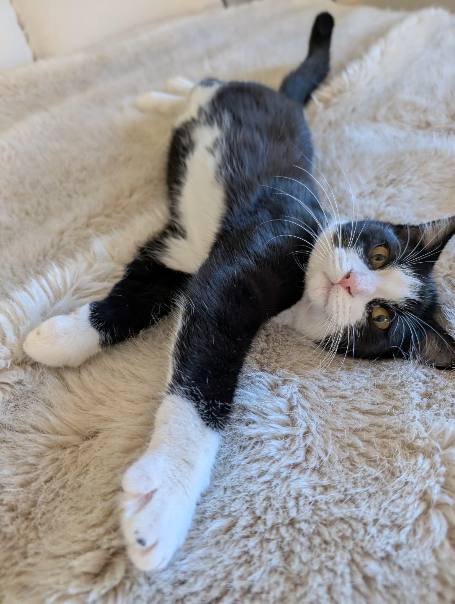 Dory, a Adoptable Domestic Short Hair in Overland Park, KS image 2/6