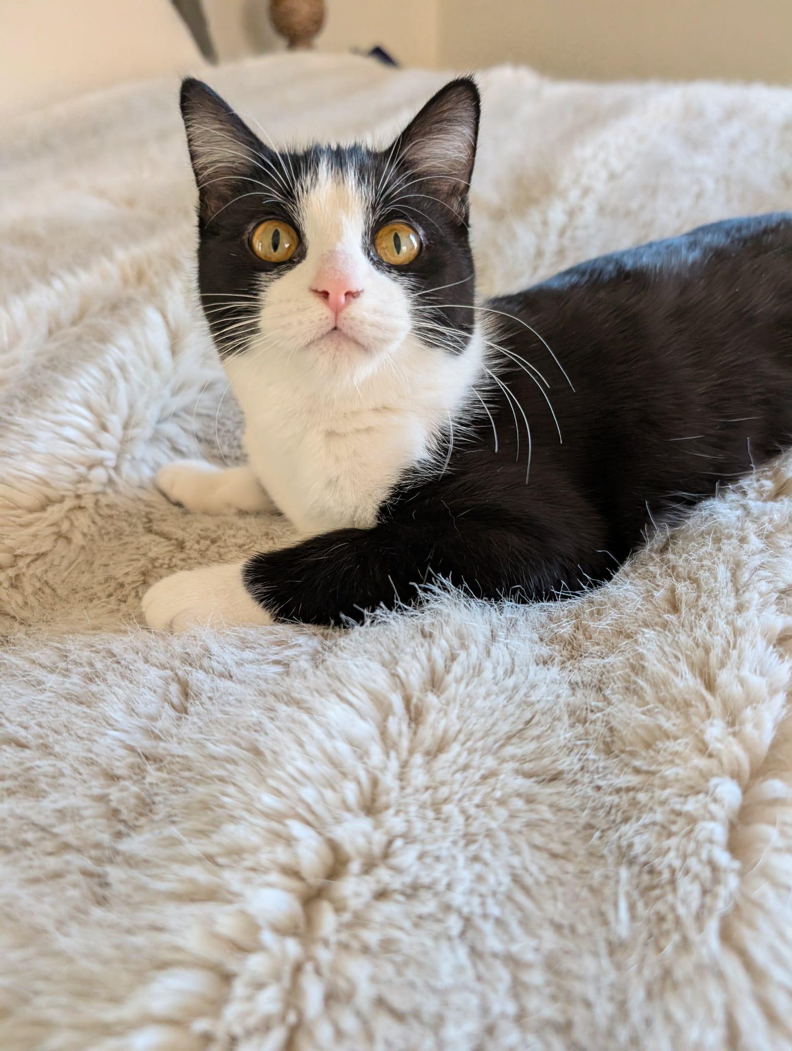 Dory, a Adoptable Domestic Short Hair in Overland Park, KS image 3/6