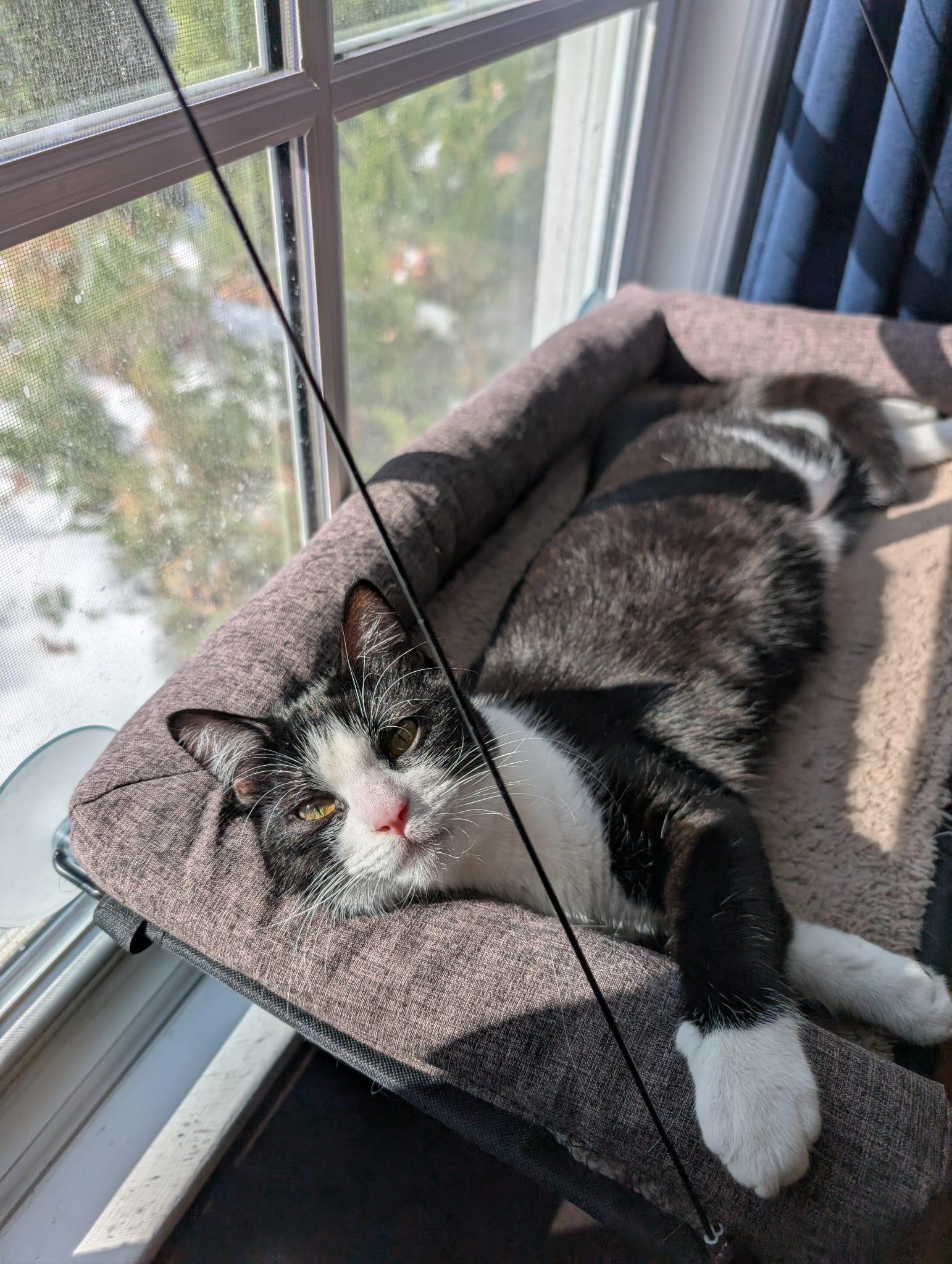 Dory, a Adoptable Domestic Short Hair in Overland Park, KS image 4/6