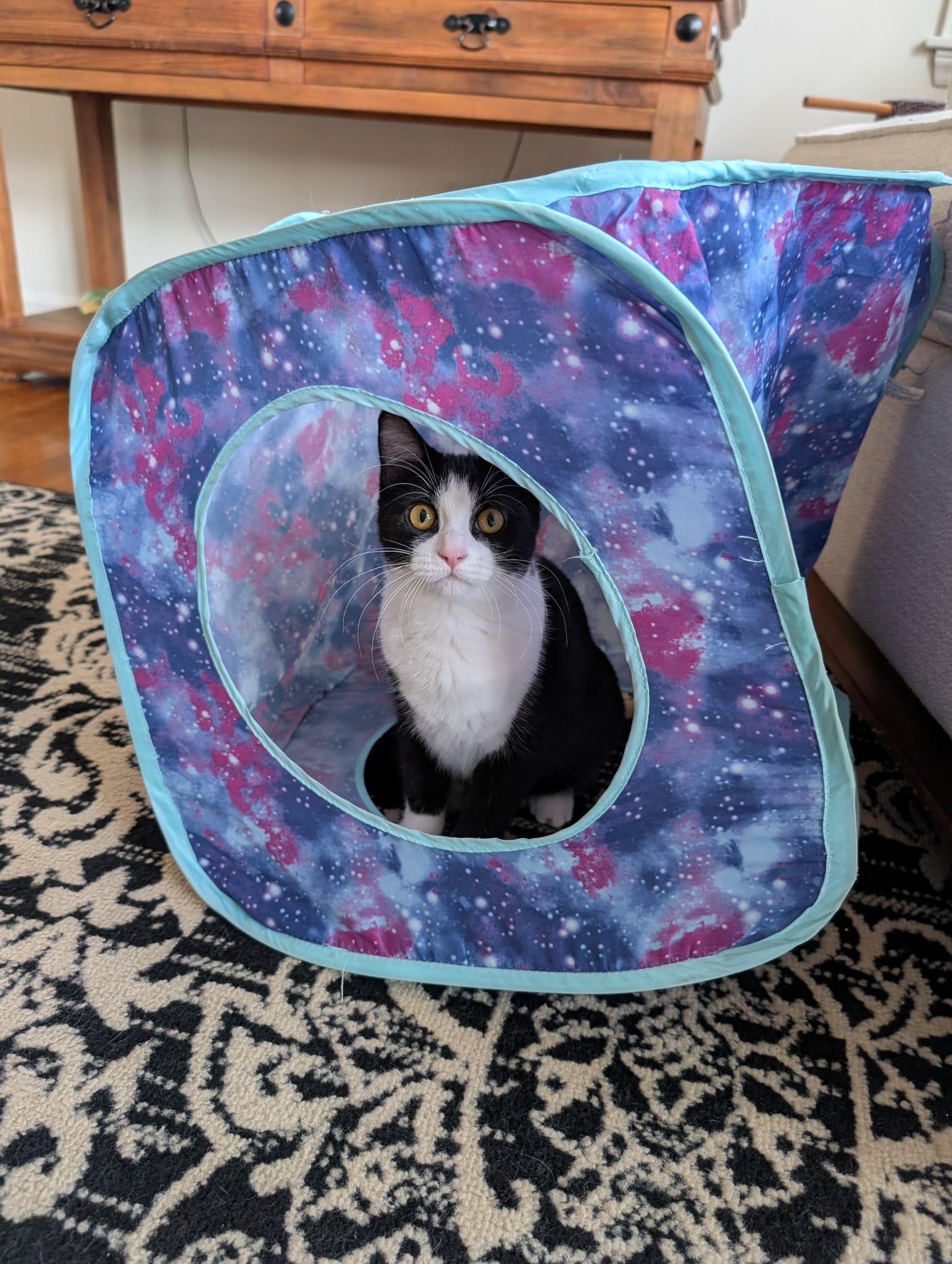 Dory, a Adoptable Domestic Short Hair in Overland Park, KS image 5/6