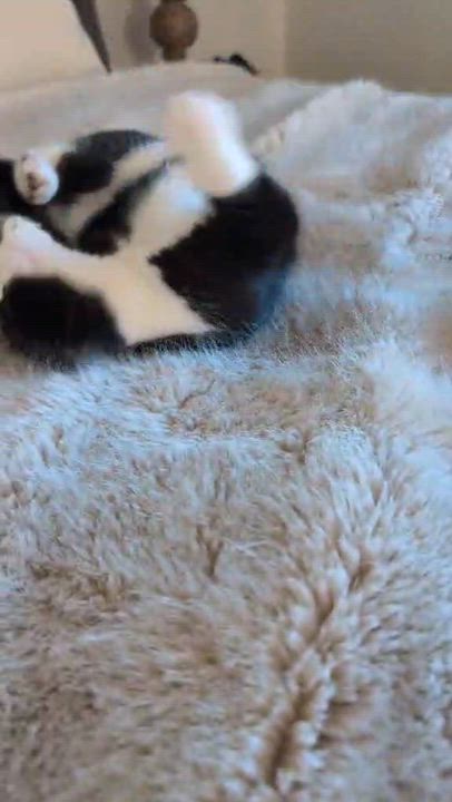 Enlarge Dory, a Adoptable Domestic Short Hair in Overland Park, KS video 6/6