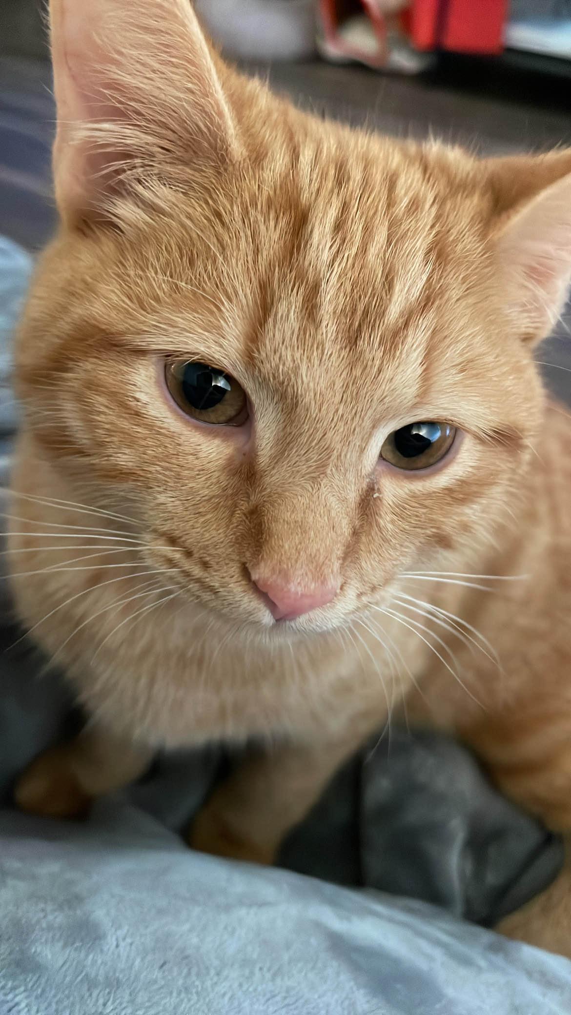 Sprout, a Adopted American Shorthair in Pearland, TX image 1/3