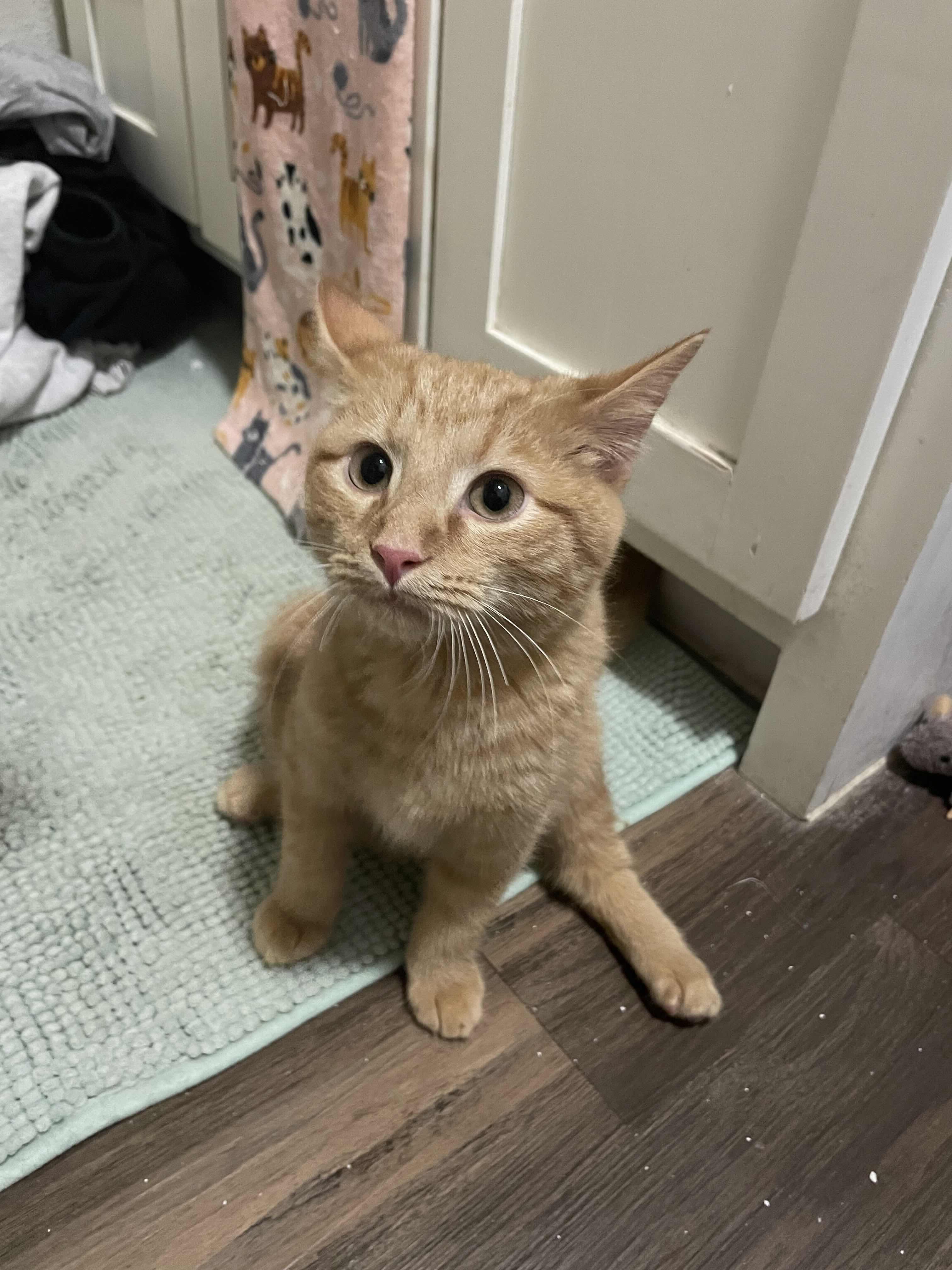 Sprout, a Adopted American Shorthair in Pearland, TX image 2/3