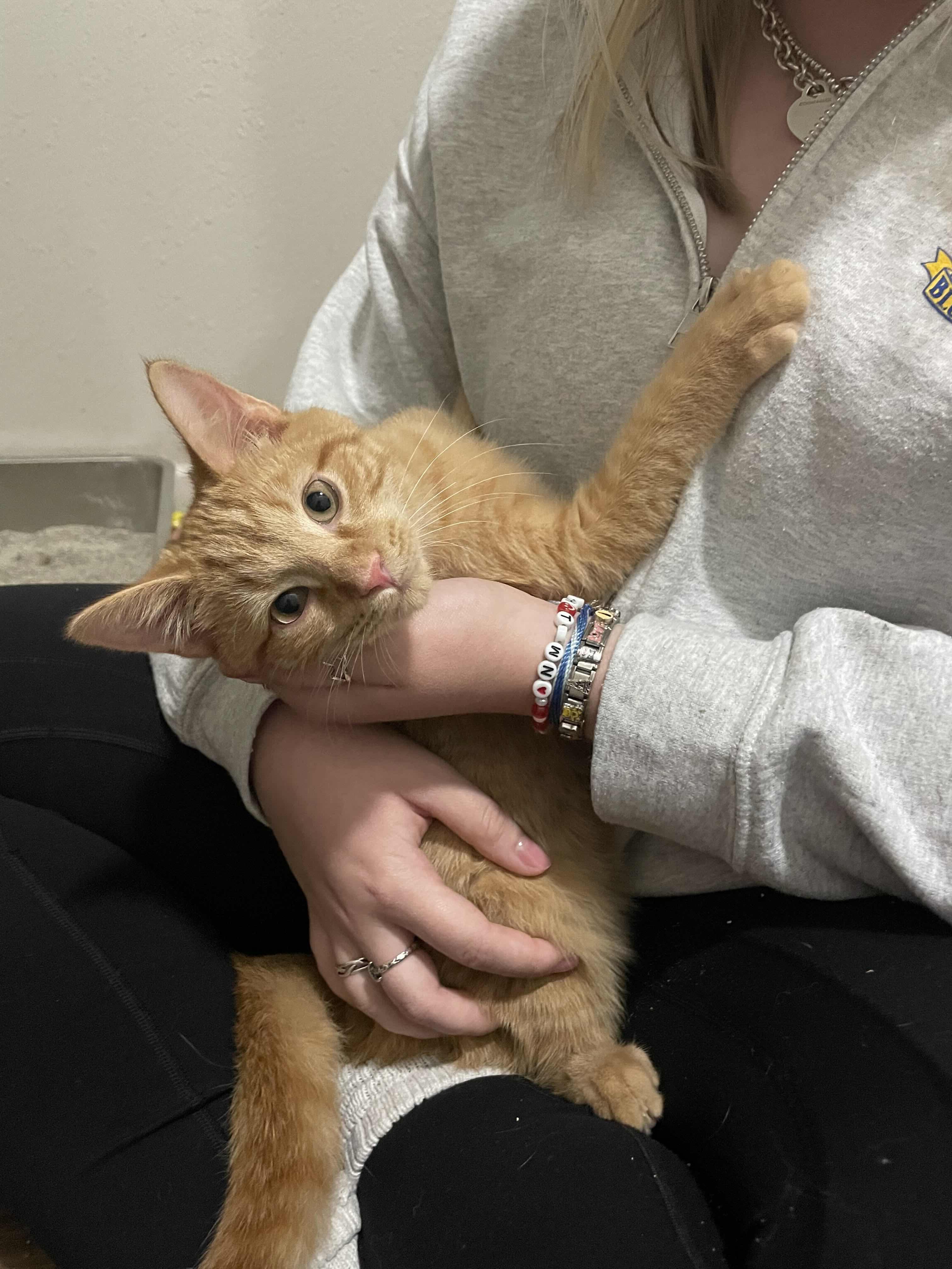 Sprout, a Adopted American Shorthair in Pearland, TX image 3/3