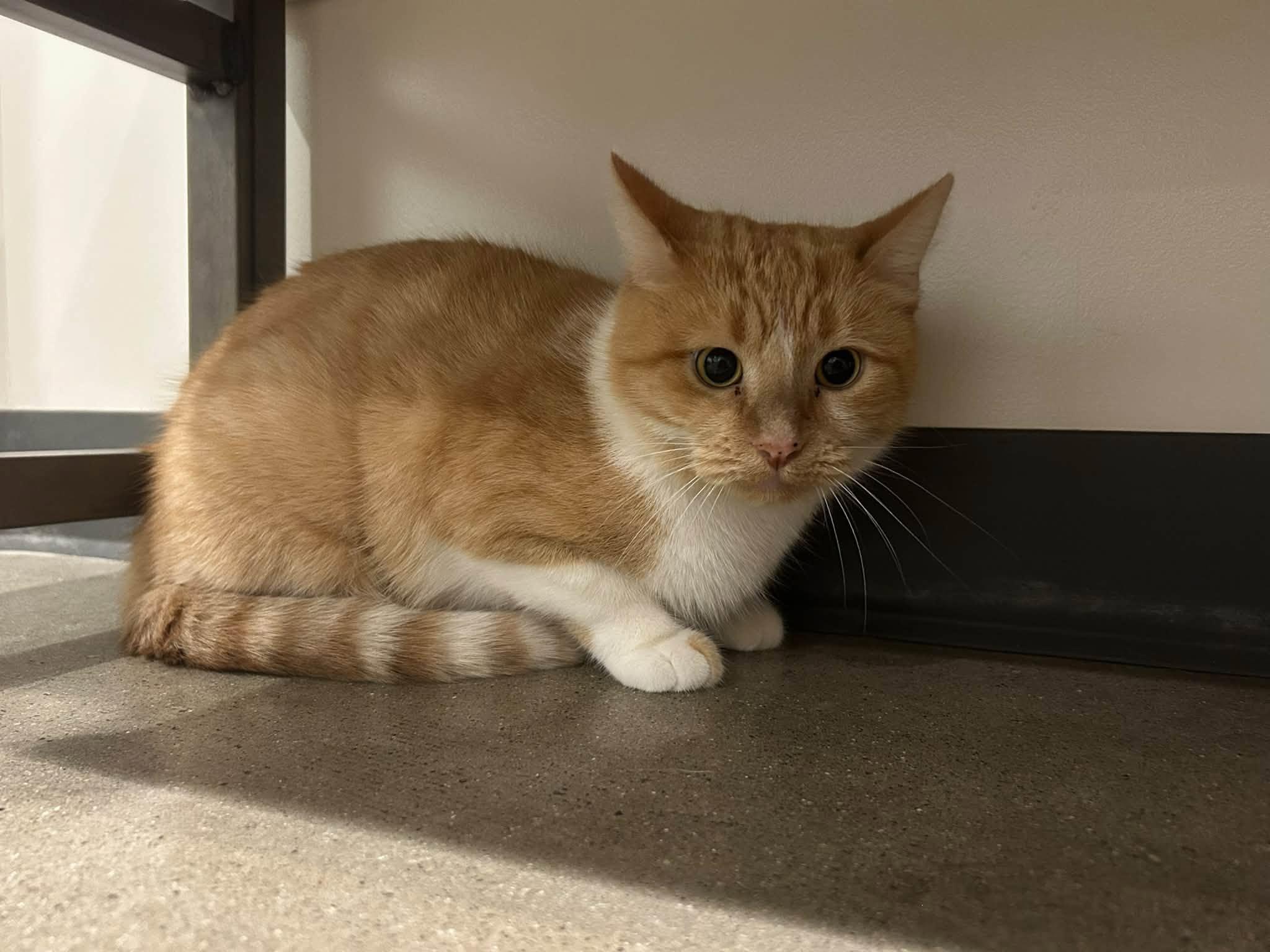 Trofie, Adoptable, Adult Female Domestic Short Hair.