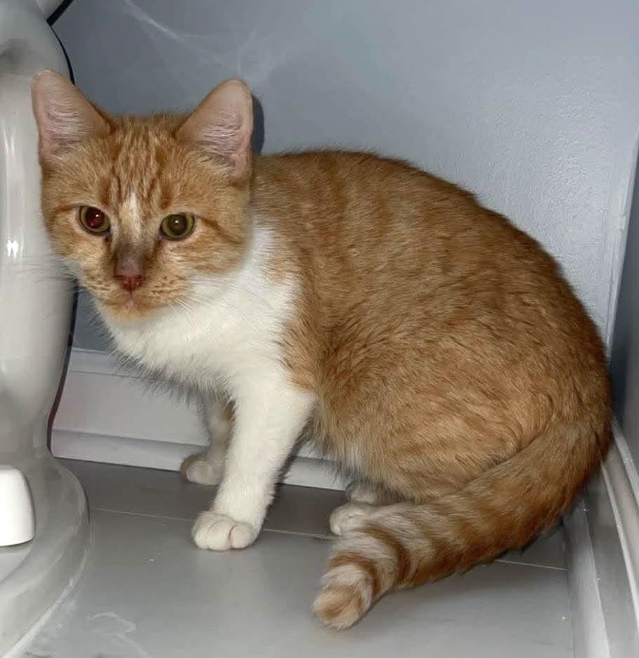Enlarge Trofie, a Adoptable mixed breed in Chicago, IL image 4/6