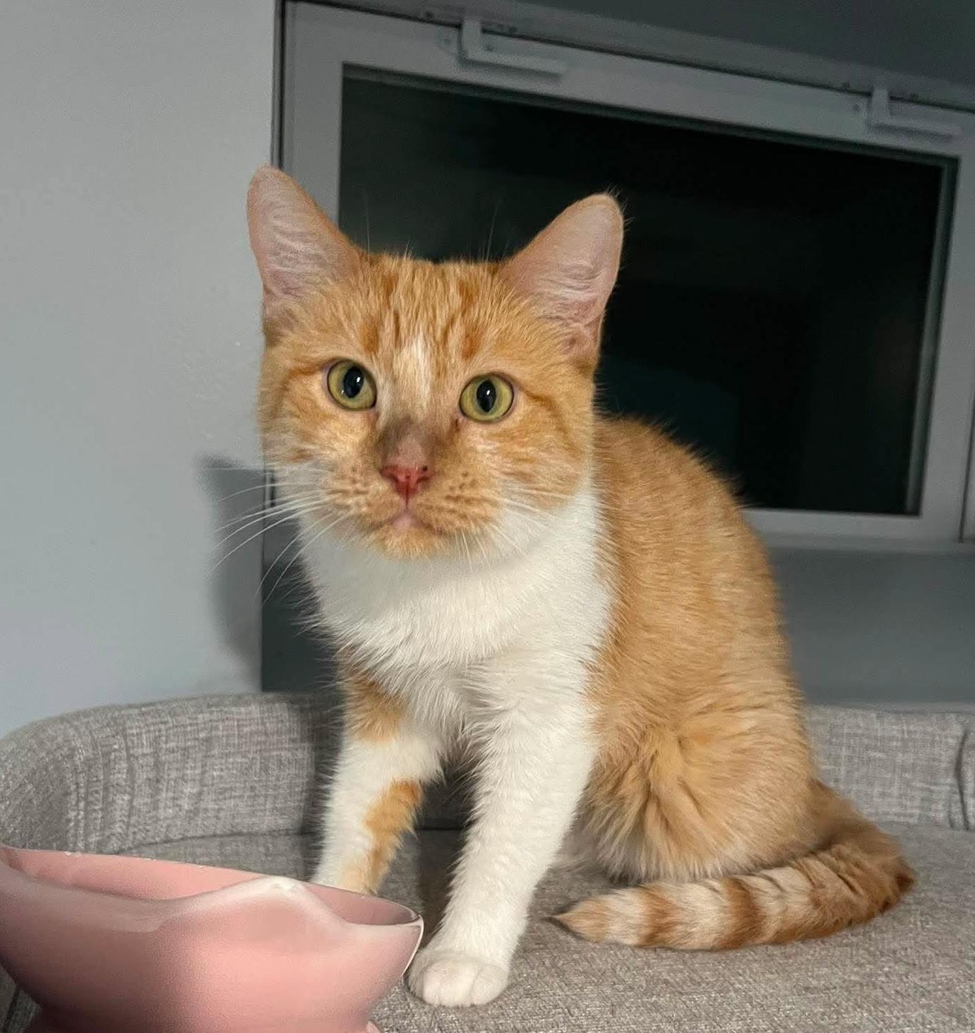 Enlarge Trofie, a Adoptable mixed breed in Chicago, IL image 3/6