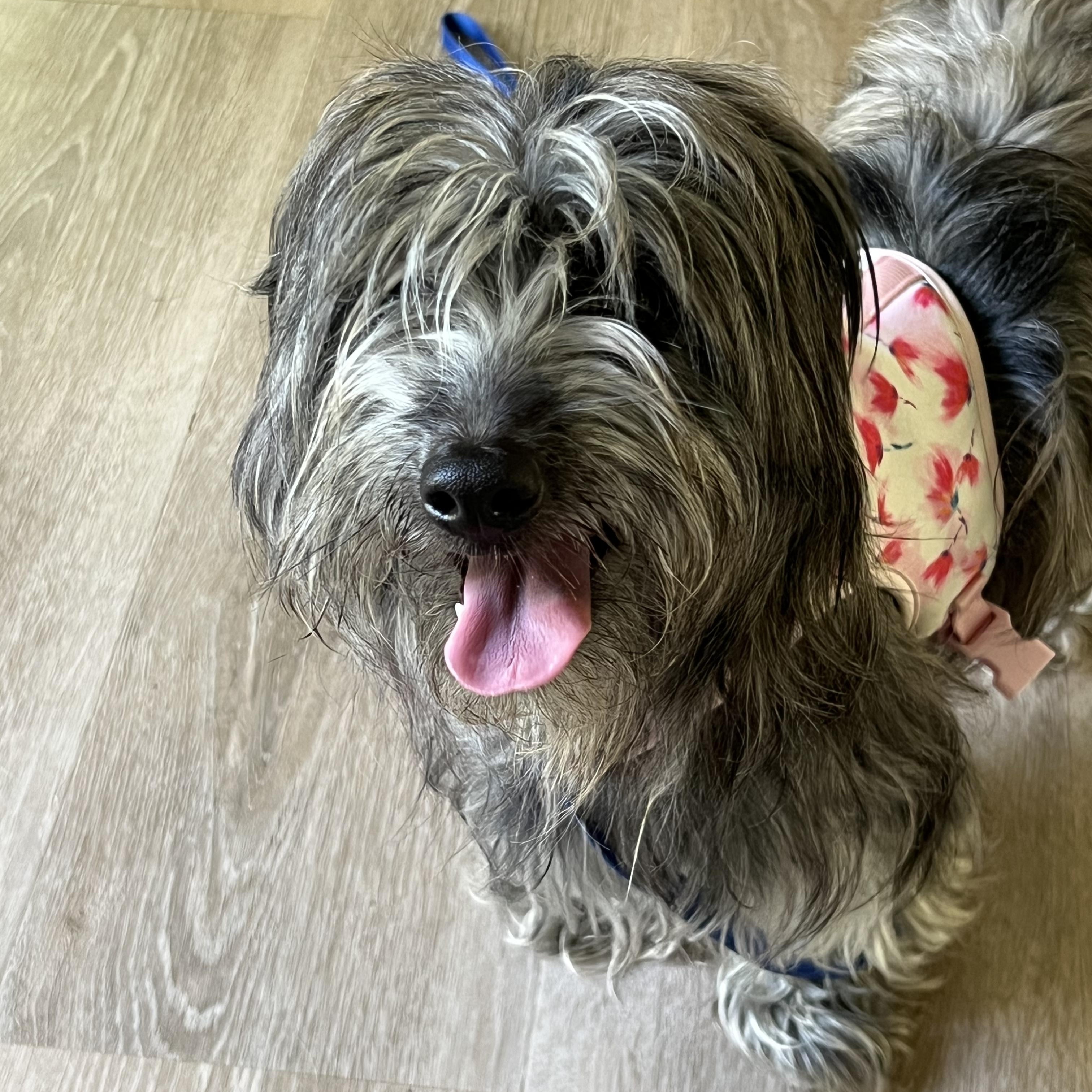 Enlarge Violet, a ADOPTABLE Miniature Schnauzer in Marietta, GA image 2/2
