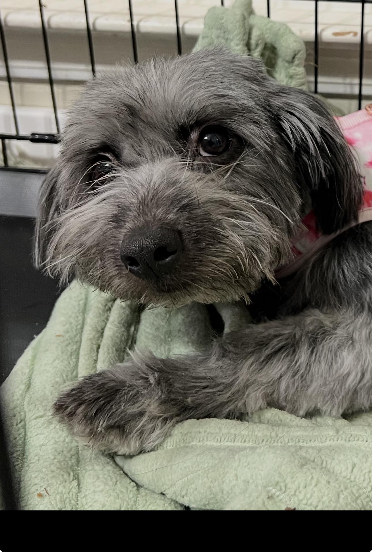 Violet, a ADOPTABLE mixed breed in Marietta, GA image 3/3