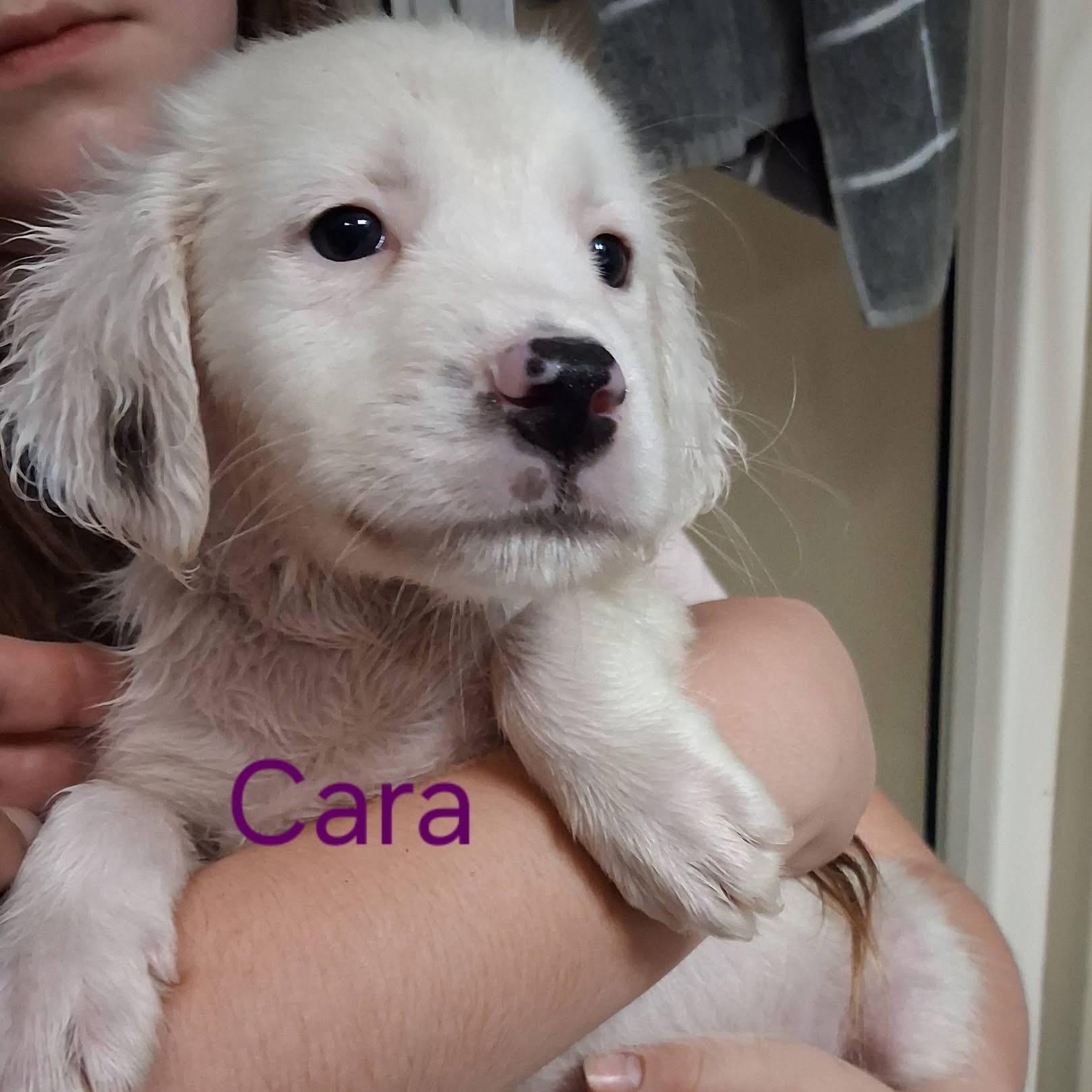 Enlarge CARA, a Adoptable Mixed Breed in East Flat Rock, NC image 4/6