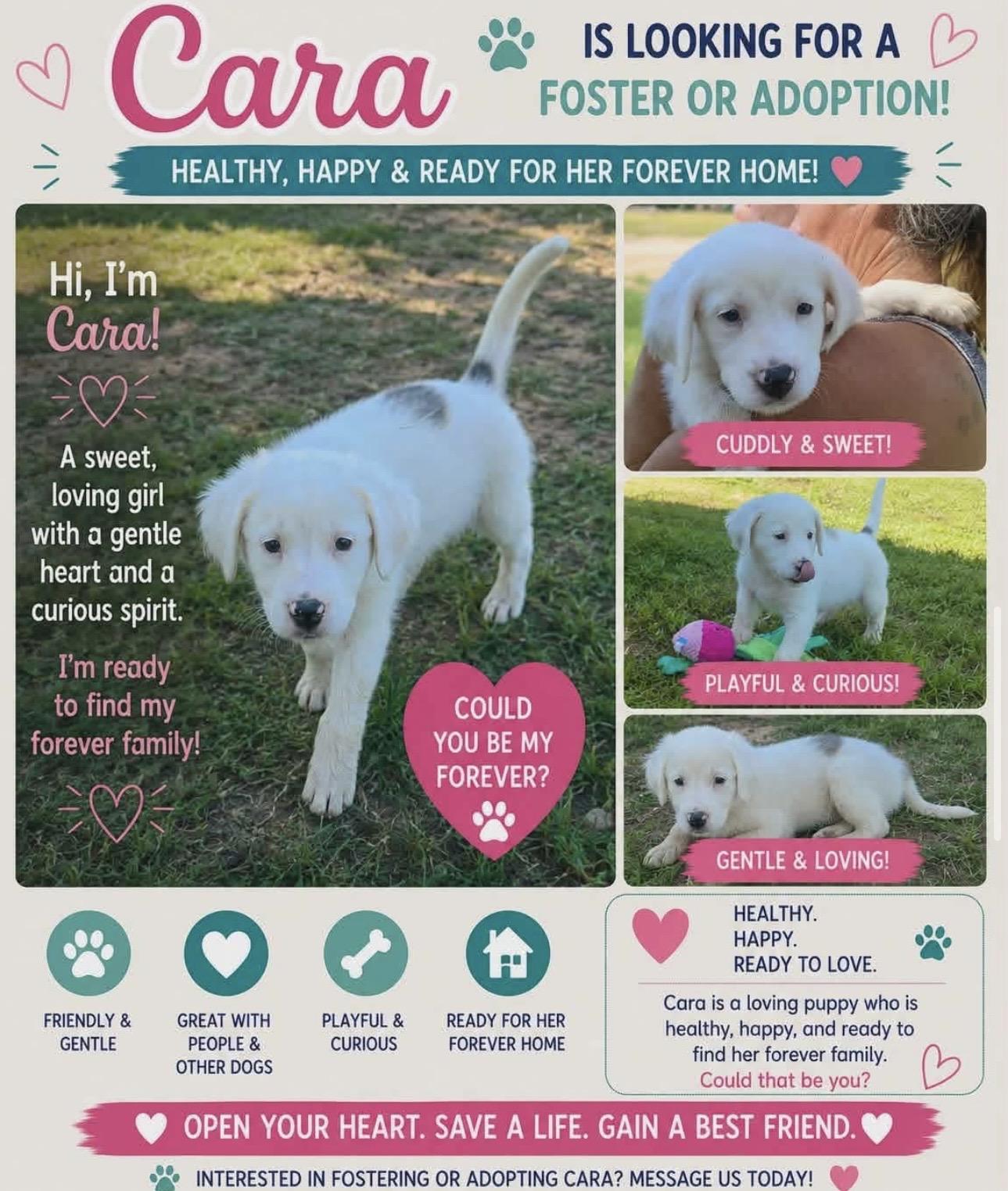 Enlarge CARA, a Adoptable Mixed Breed in East Flat Rock, NC image 3/6