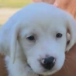 Enlarge CARA, a Adoptable Mixed Breed in East Flat Rock, NC image 1/6