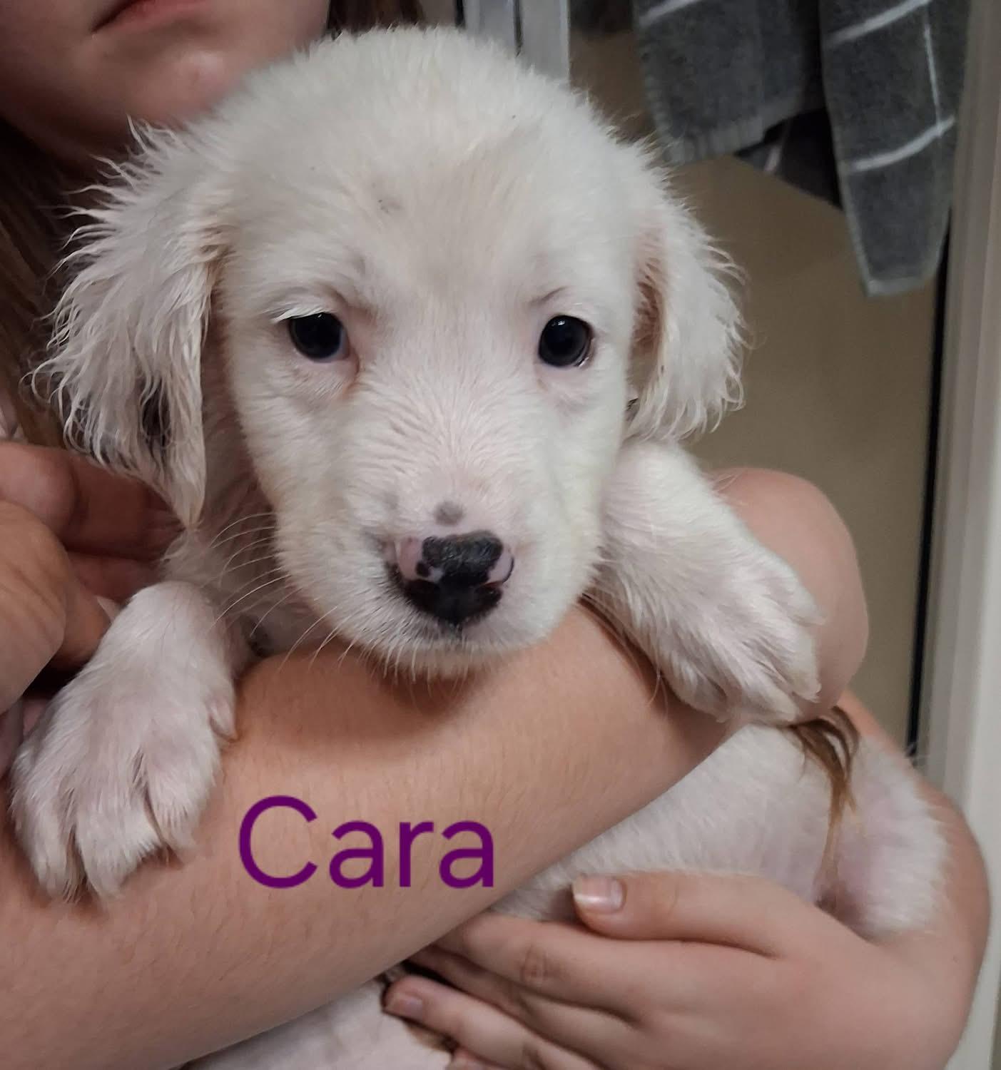 Enlarge CARA, a Adoptable Mixed Breed in East Flat Rock, NC image 5/6