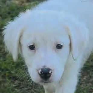 Enlarge CARA, a Adoptable Mixed Breed in East Flat Rock, NC image 2/6