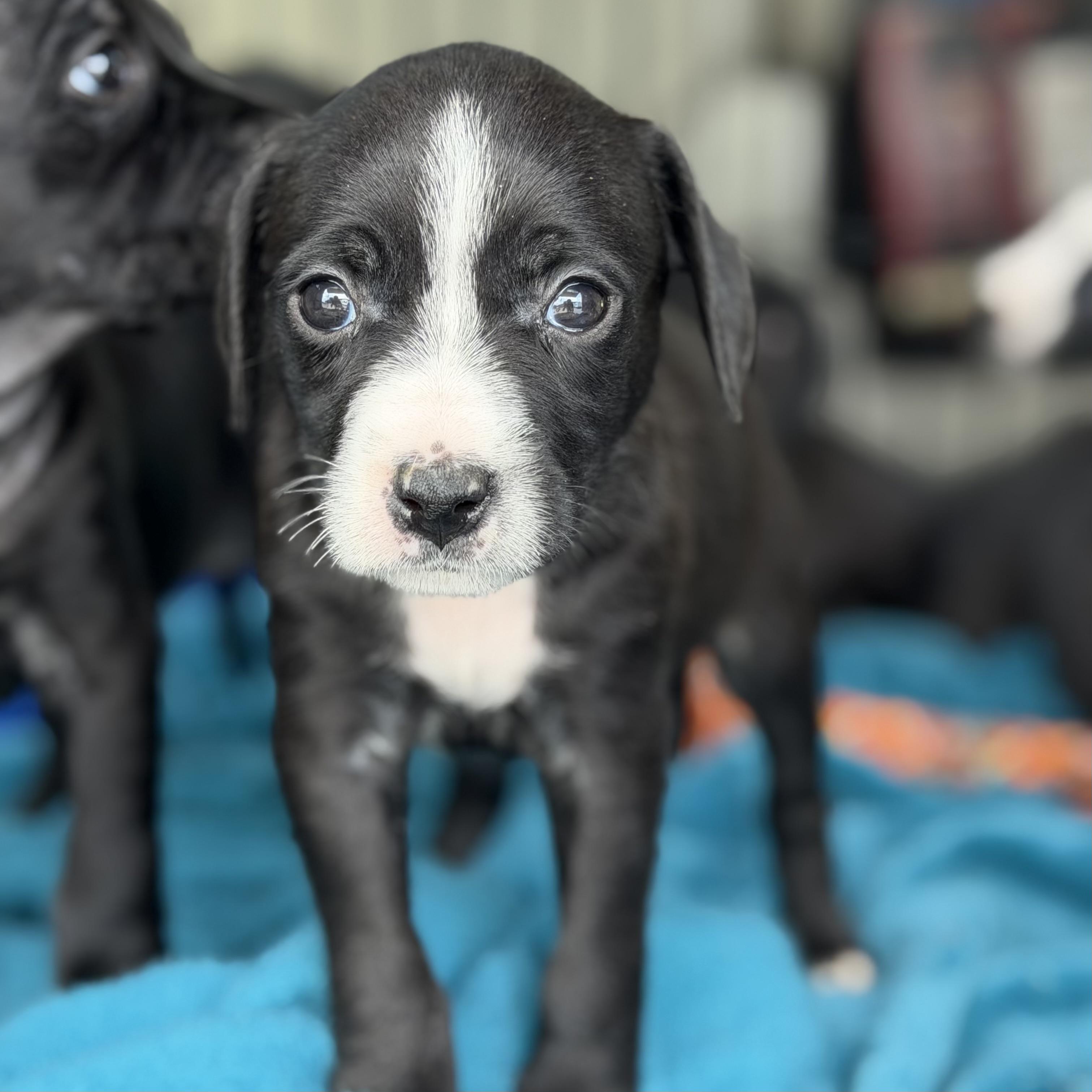 Enlarge Aquaphor, a Adoptable mixed breed in Columbia, SC image 3/4