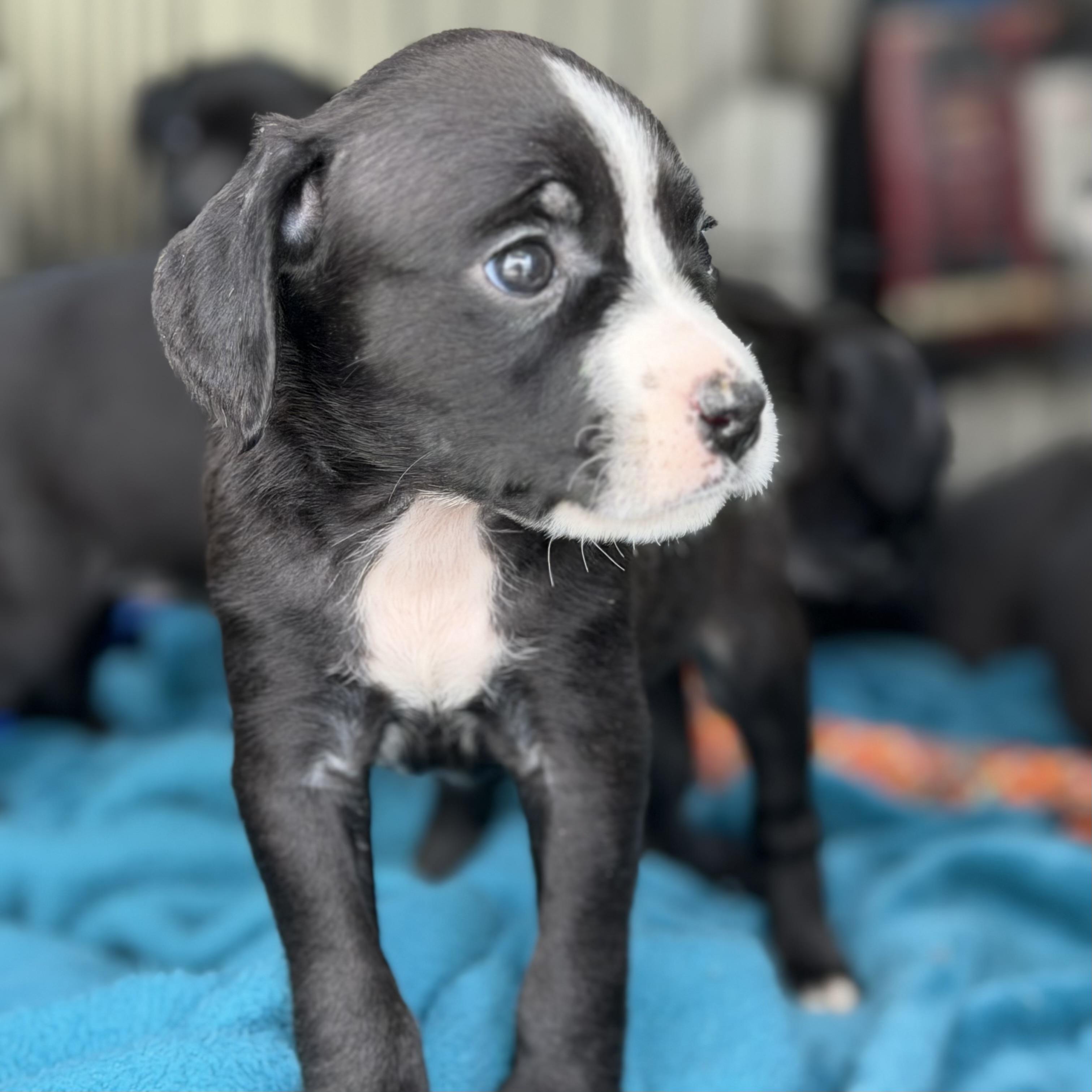 Enlarge Aquaphor, a Adoptable mixed breed in Columbia, SC image 2/4