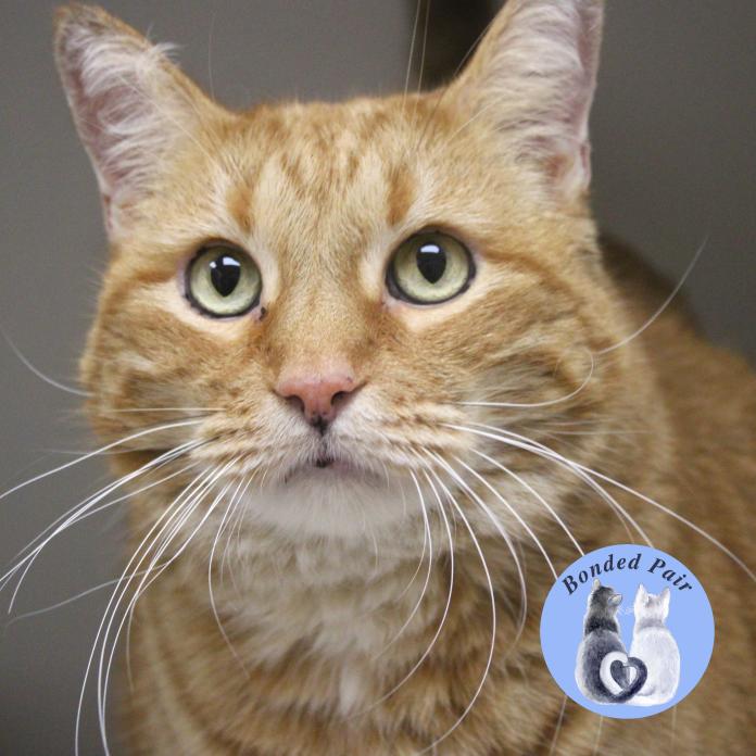 Pumpkin, a Adoptable Domestic Short Hair in Champaign, IL image 1/2